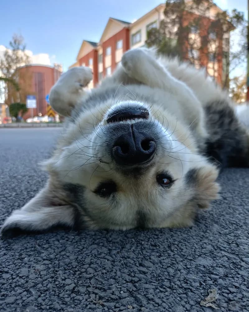 Pofuduk adlı köpeğin fotoğrafı