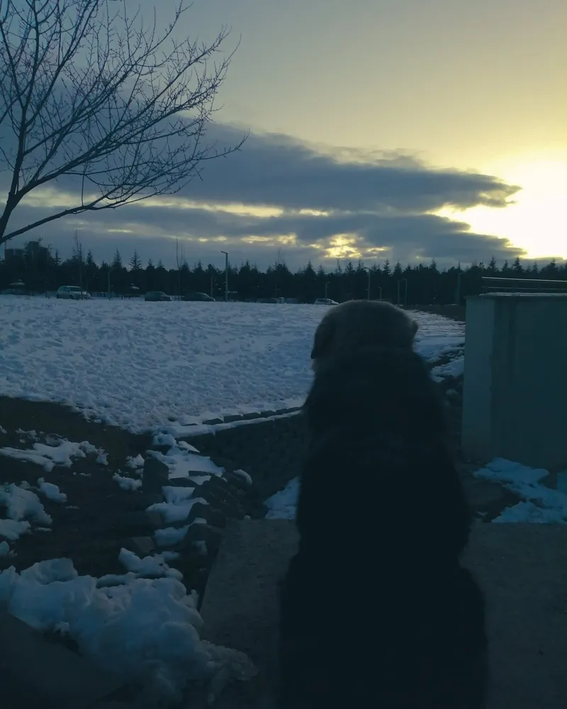 Pofuduk adlı köpeğin fotoğrafı