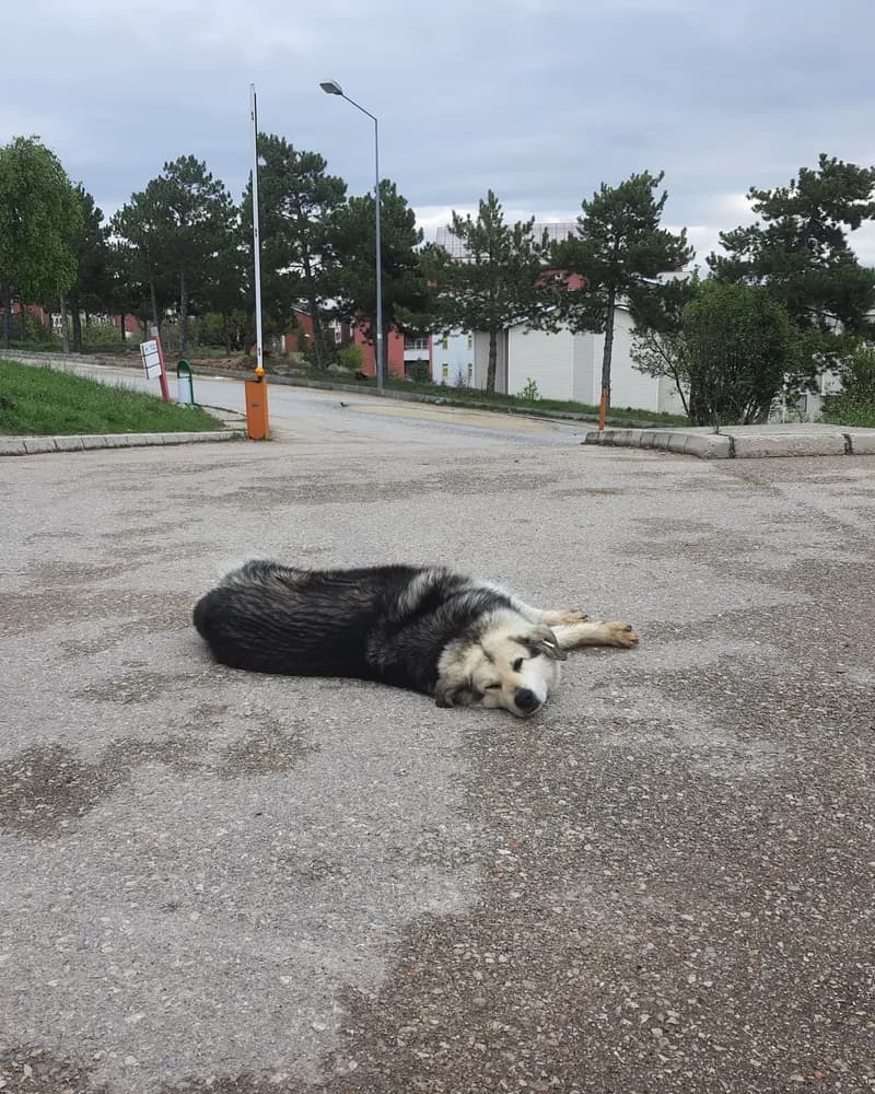 Pofuduk adlı köpeğin fotoğrafı