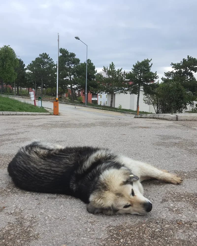 Pofuduk adlı köpeğin fotoğrafı