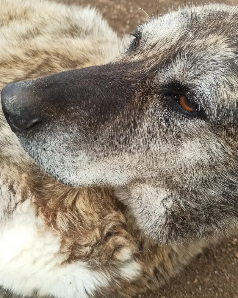 Raşit adlı köpeğin fotoğrafı