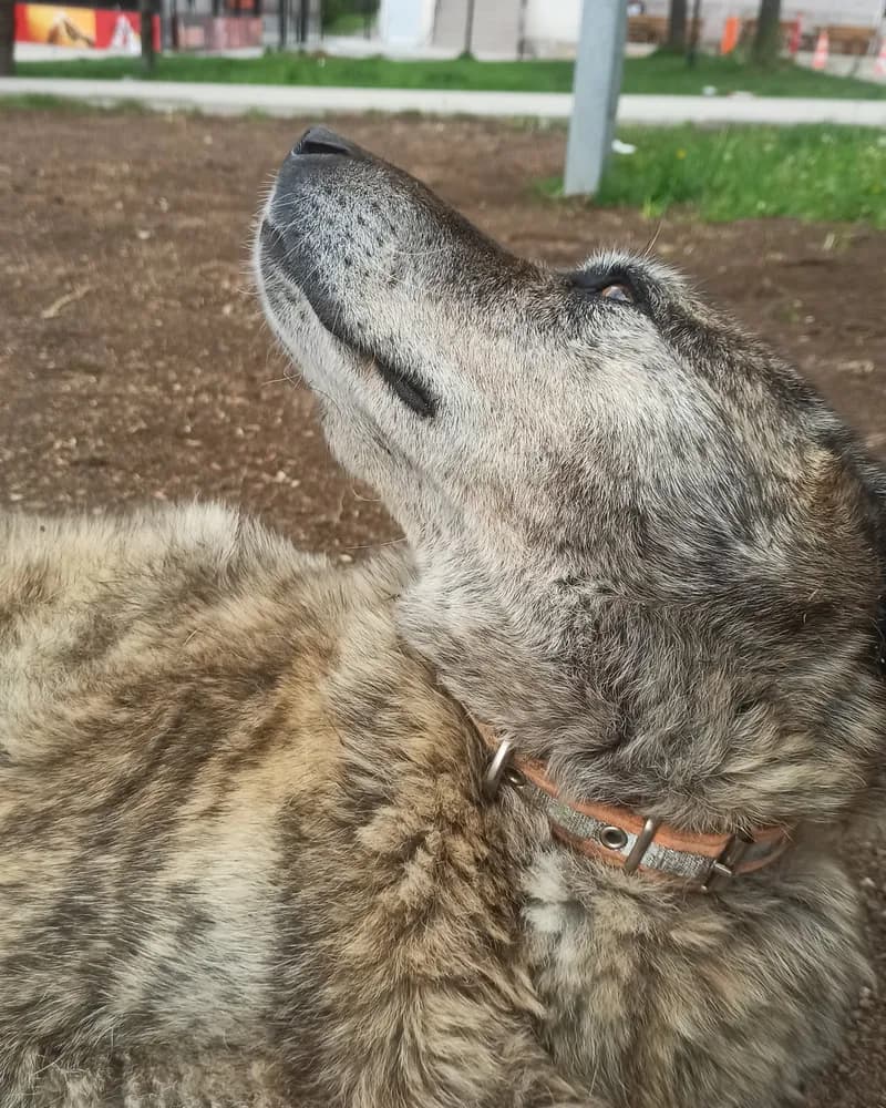 Raşit adlı köpeğin fotoğrafı