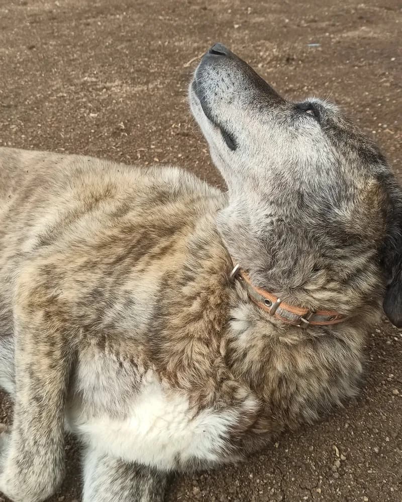 Raşit adlı köpeğin fotoğrafı
