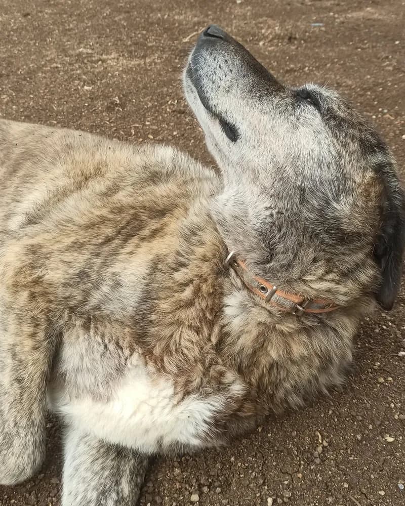 Raşit adlı köpeğin fotoğrafı