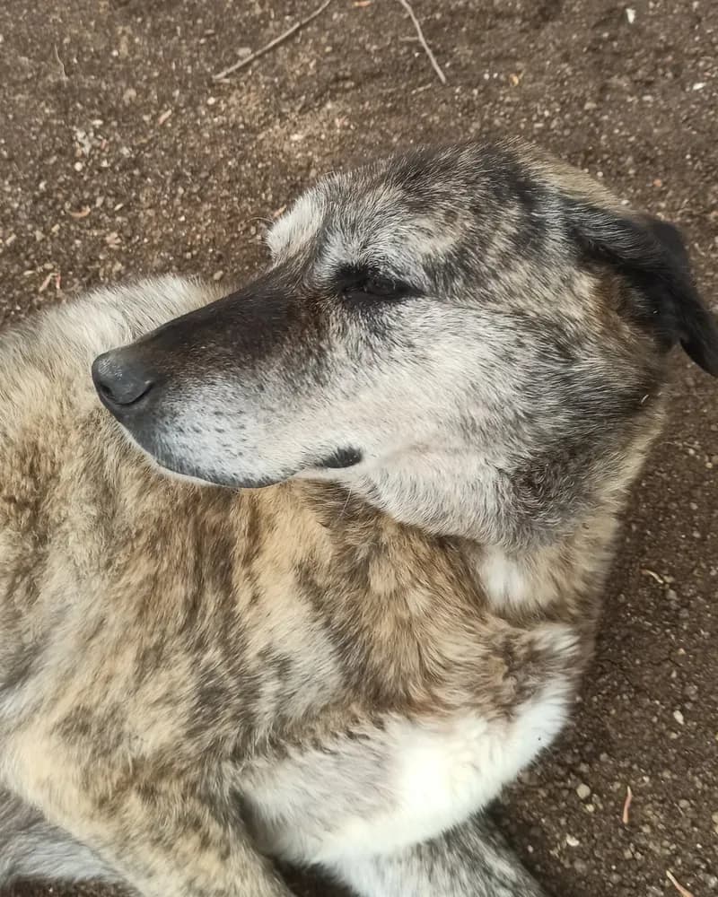 Raşit adlı köpeğin fotoğrafı