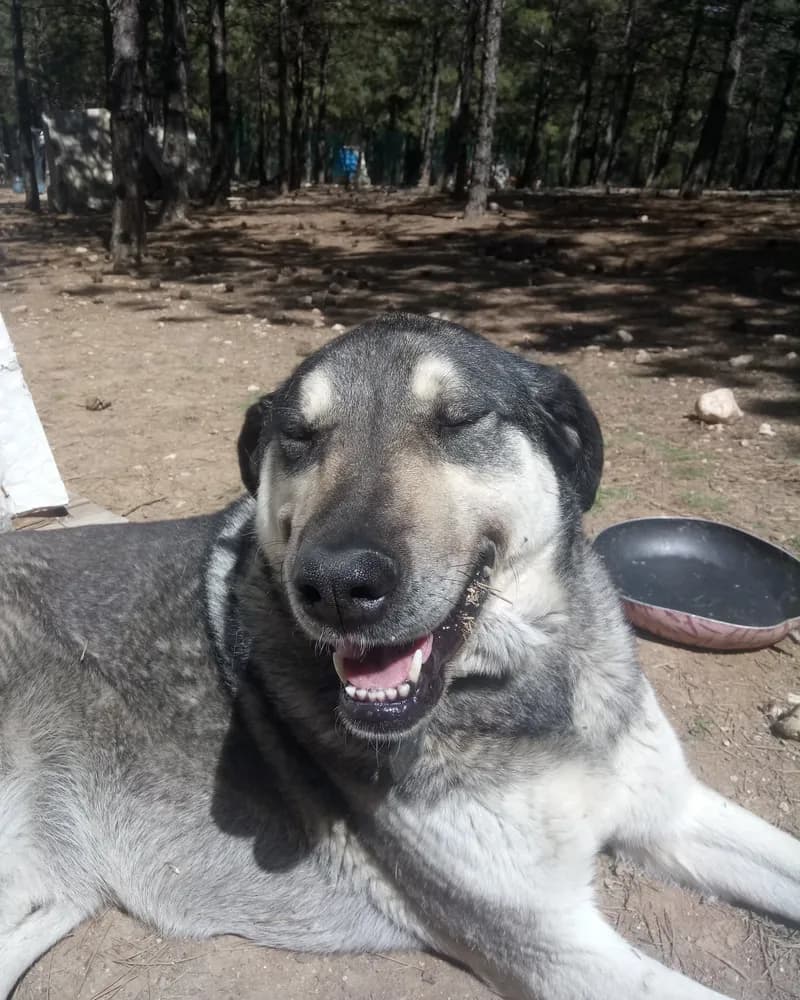 Kül adlı köpeğin fotoğrafı