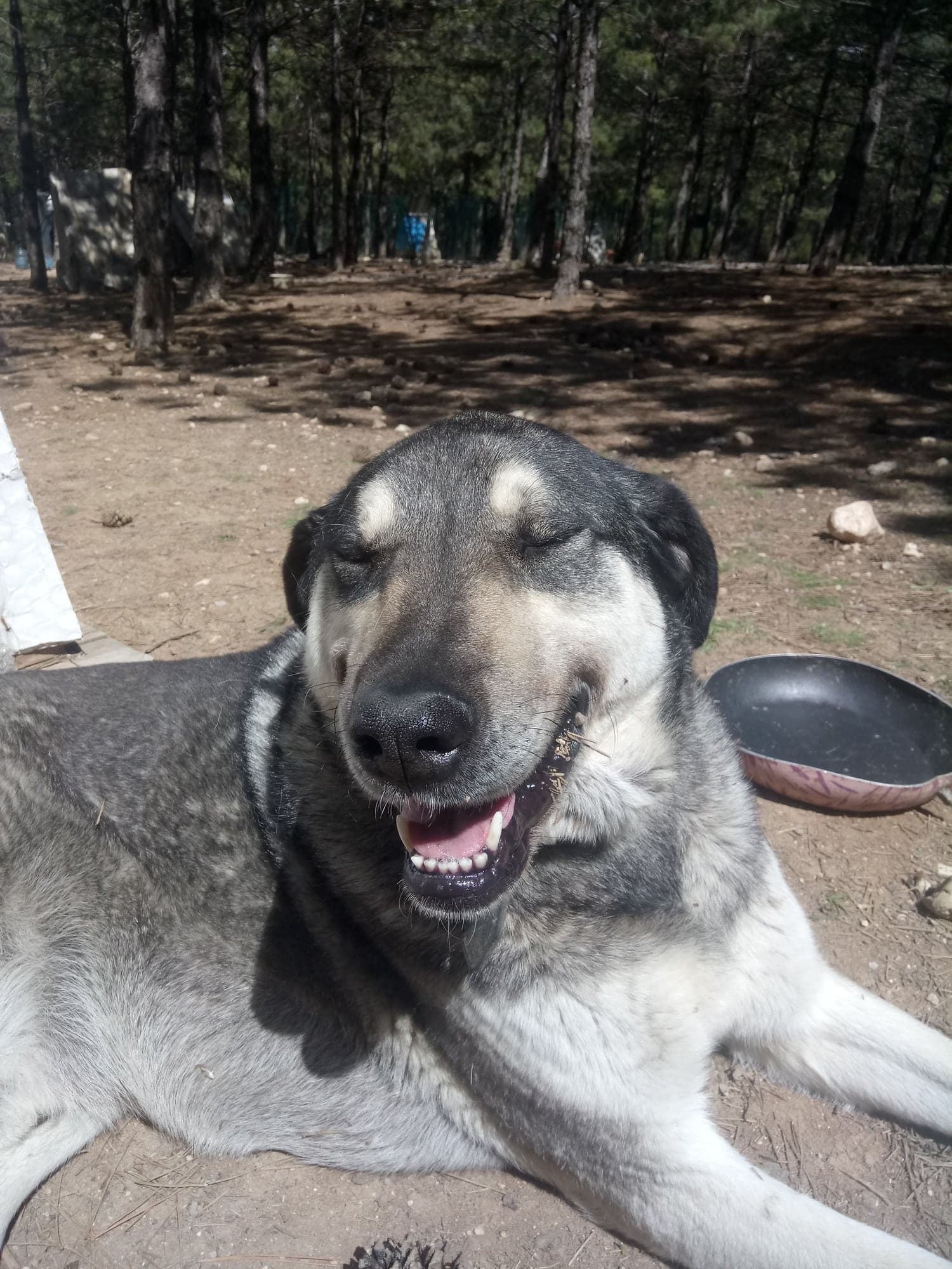 Kül