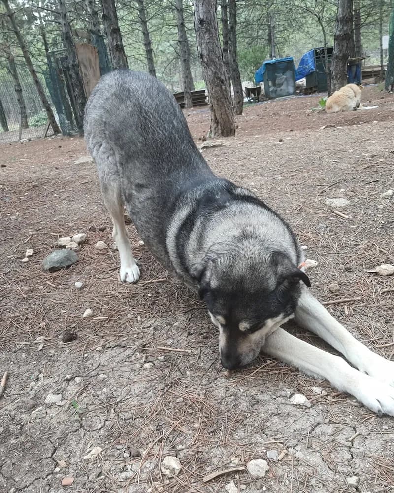 Kül adlı köpeğin fotoğrafı