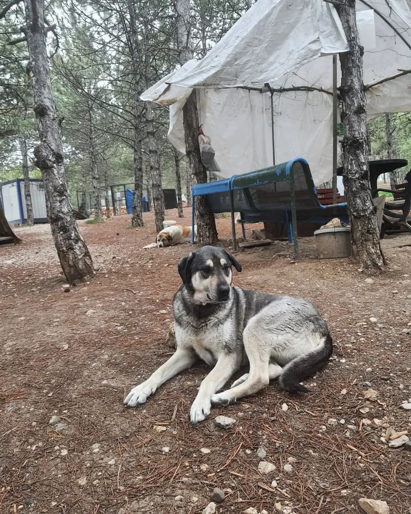 Kül adlı köpeğin fotoğrafı