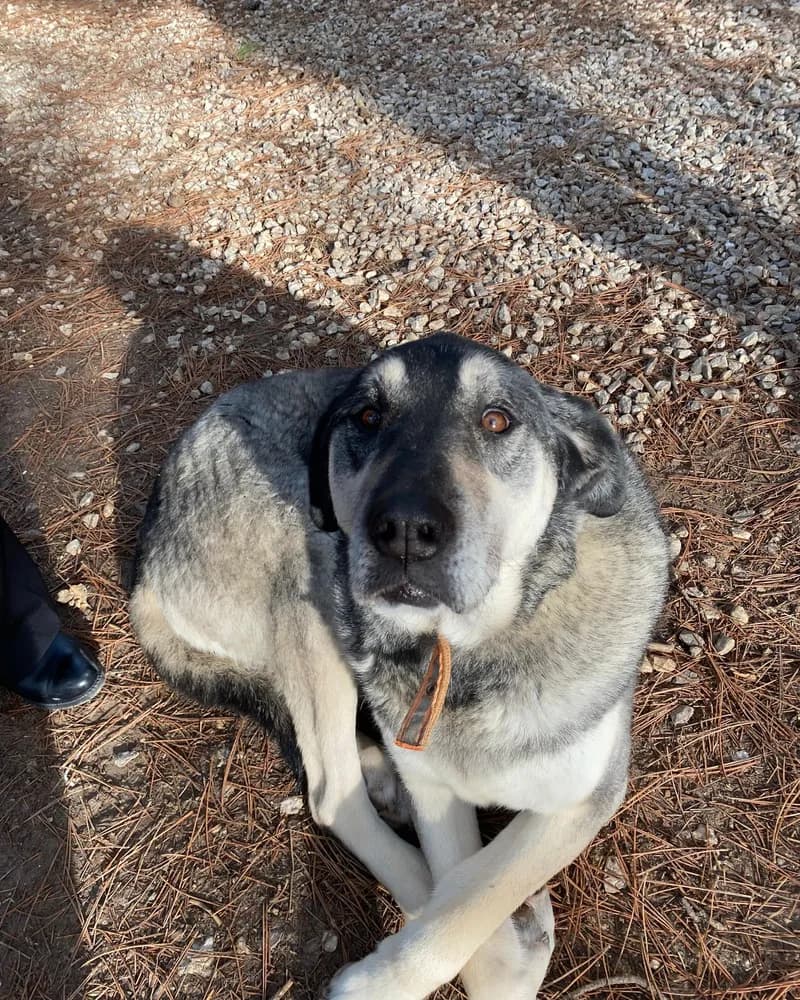 Kül adlı köpeğin fotoğrafı