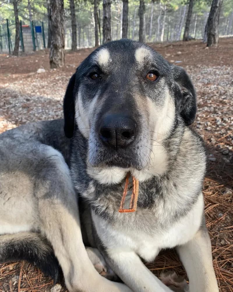 Kül adlı köpeğin fotoğrafı