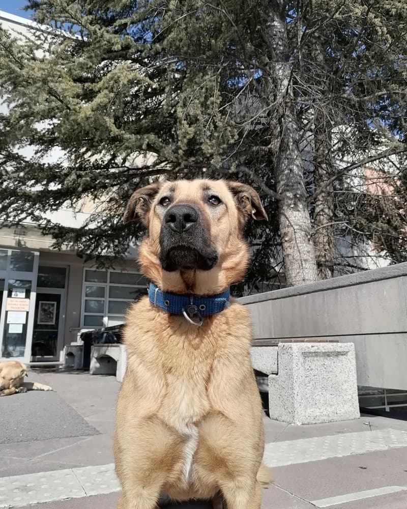 Serbest adlı köpeğin fotoğrafı
