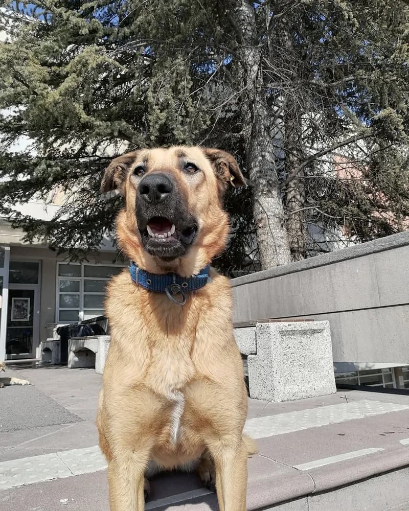 Serbest adlı köpeğin fotoğrafı