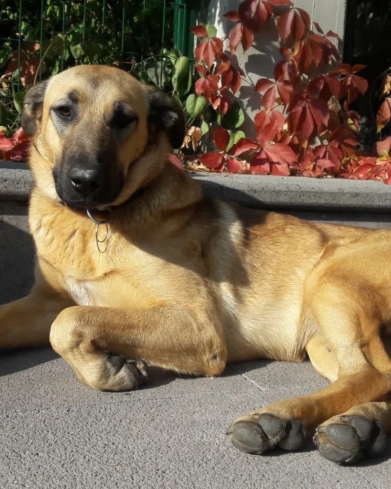 Serbest adlı köpeğin fotoğrafı