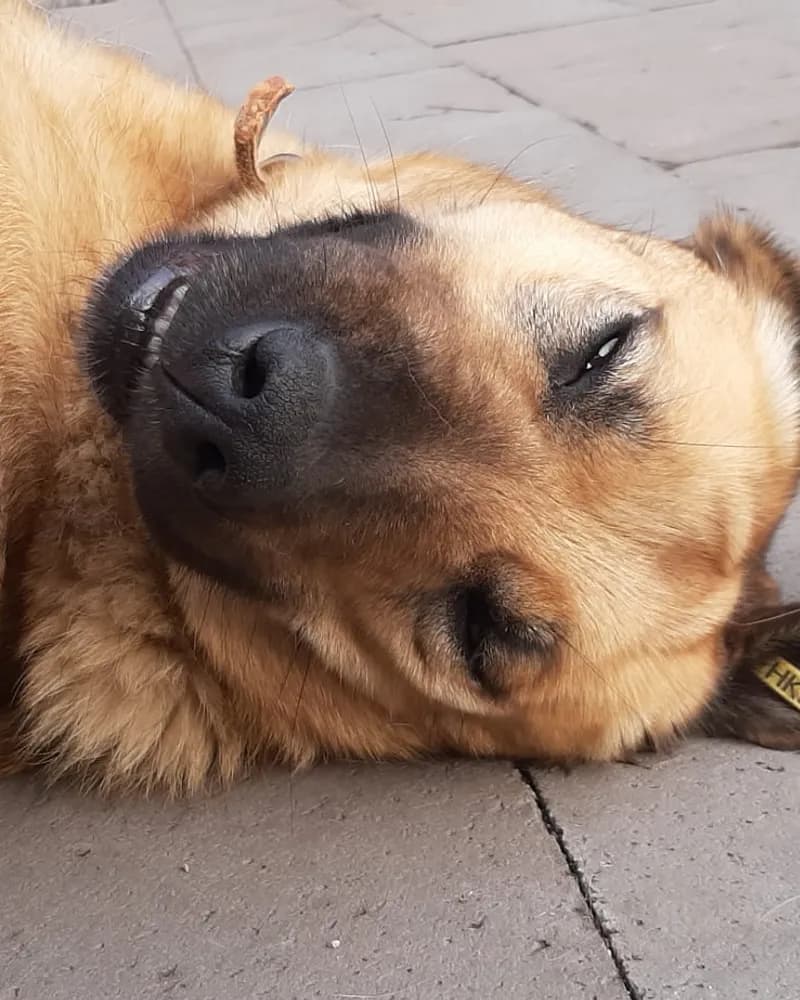 Serbest adlı köpeğin fotoğrafı
