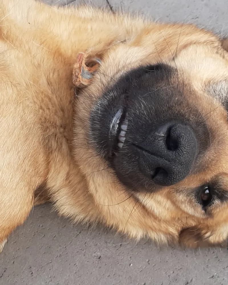 Serbest adlı köpeğin fotoğrafı