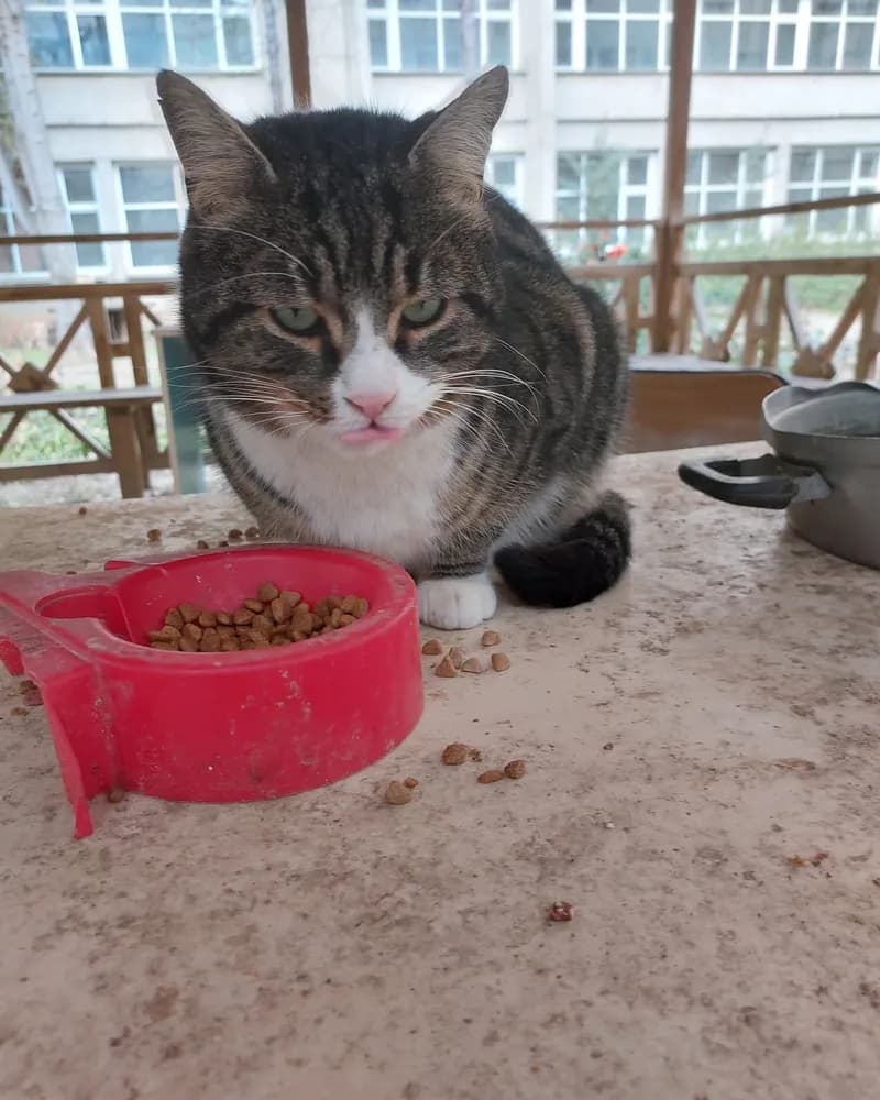 Püsük adlı kedinin fotoğrafı