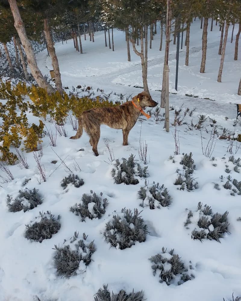 Kumsal adlı köpeğin fotoğrafı