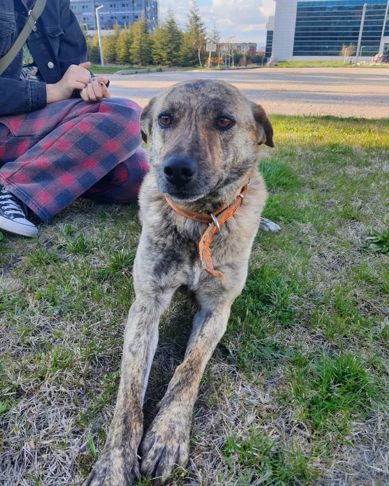 Kumsal adlı köpeğin fotoğrafı