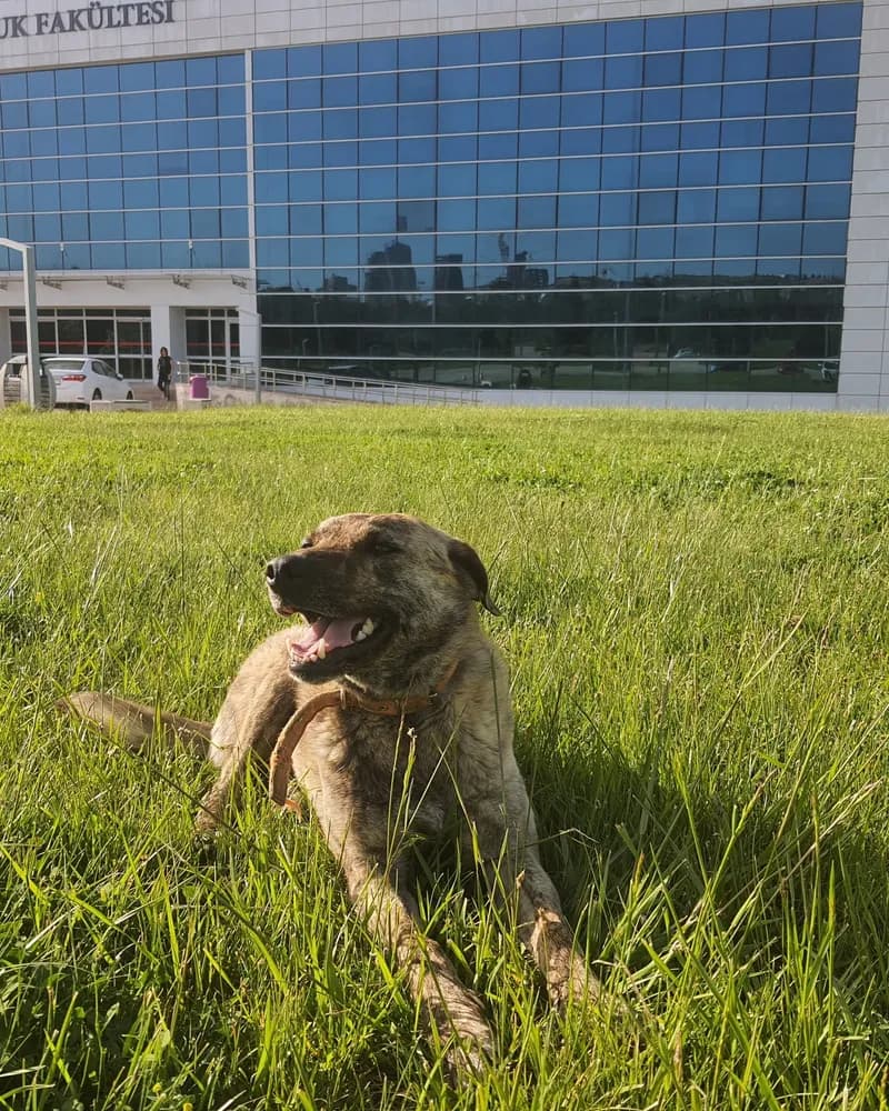 Kumsal adlı köpeğin fotoğrafı