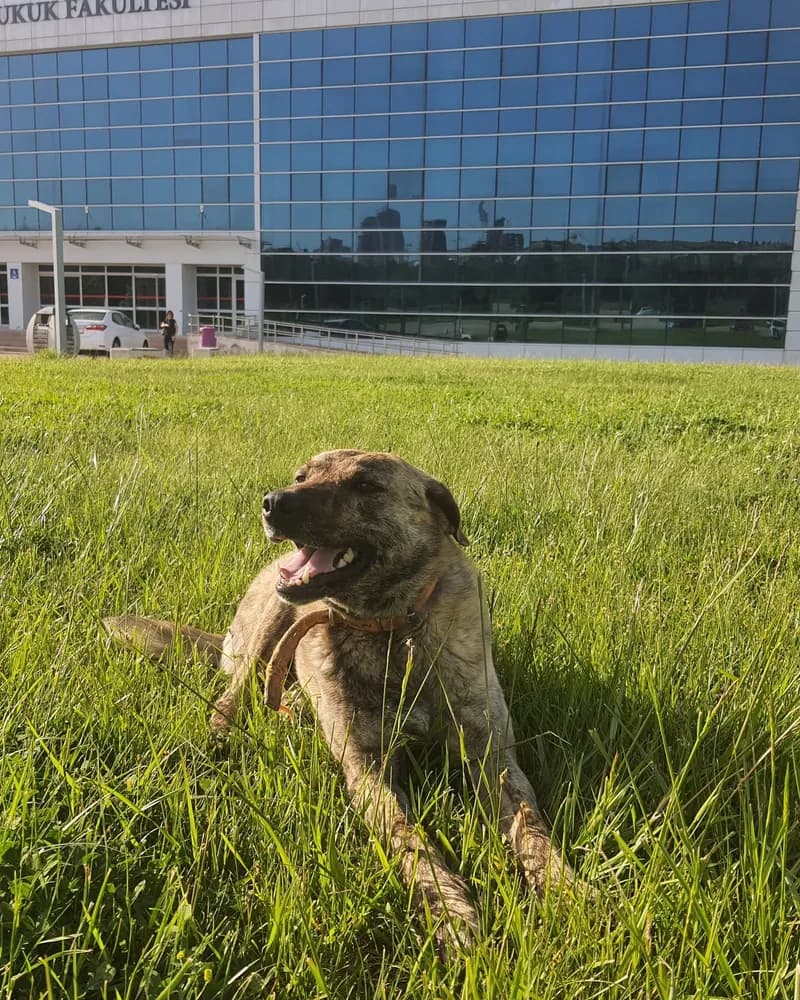 Kumsal adlı köpeğin fotoğrafı