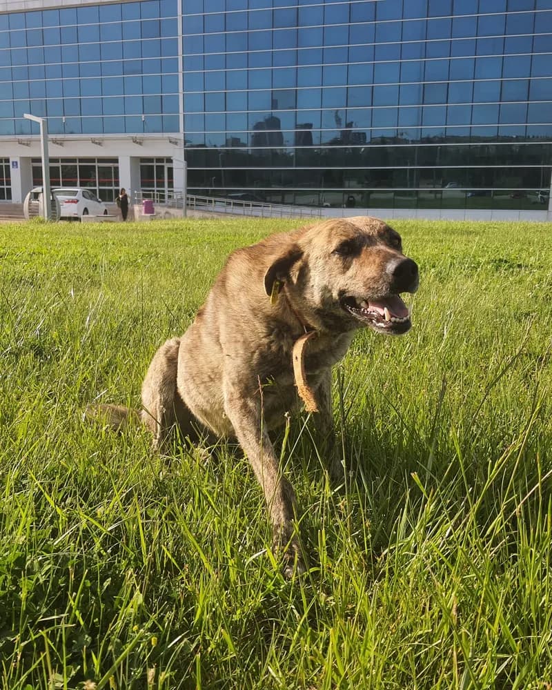 Kumsal adlı köpeğin fotoğrafı