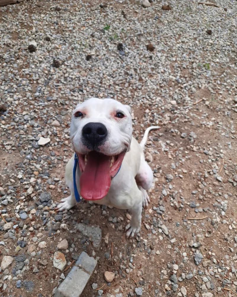 Narin adlı köpeğin fotoğrafı