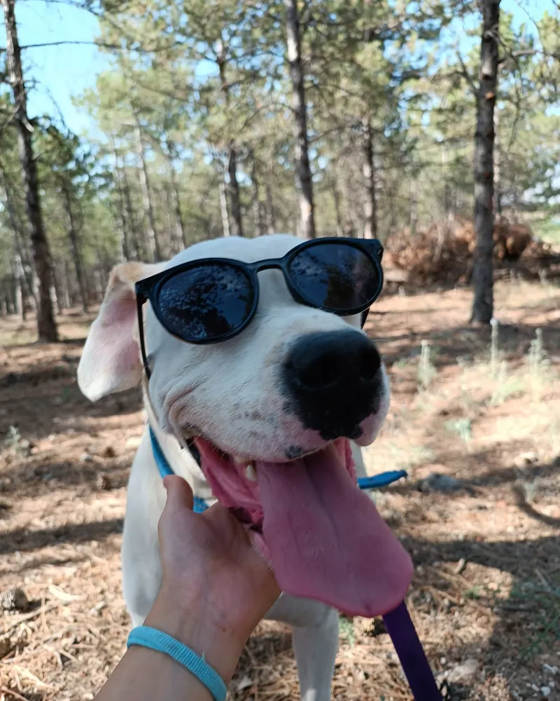 Narin adlı köpeğin fotoğrafı