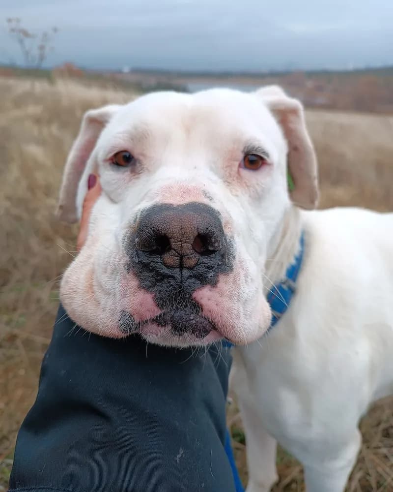 Narin adlı köpeğin fotoğrafı