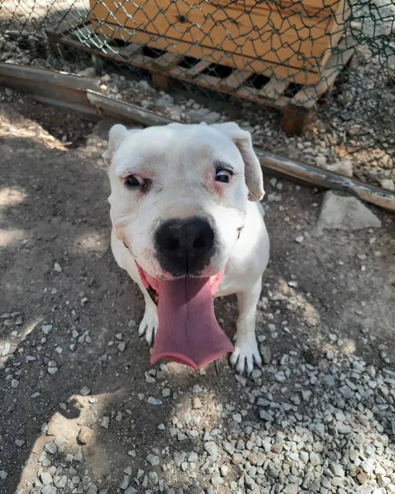 Narin adlı köpeğin fotoğrafı