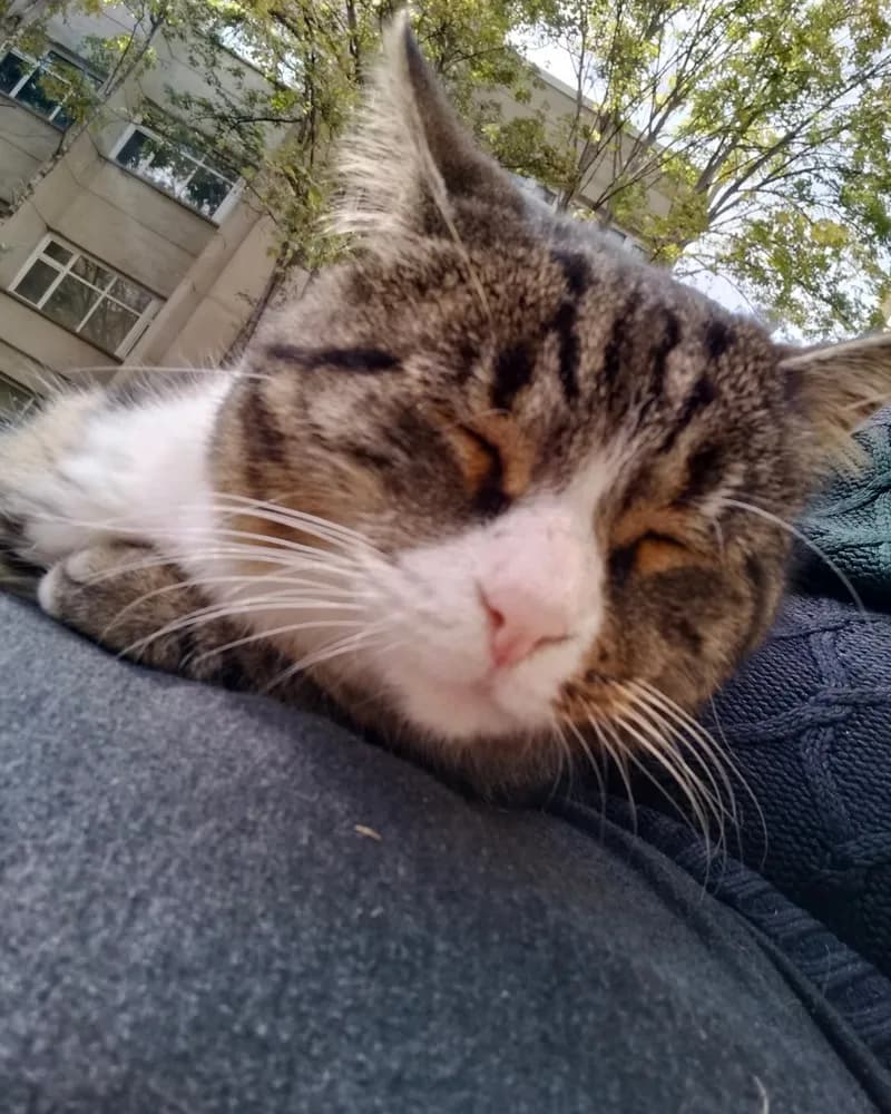 Püsük adlı kedinin fotoğrafı