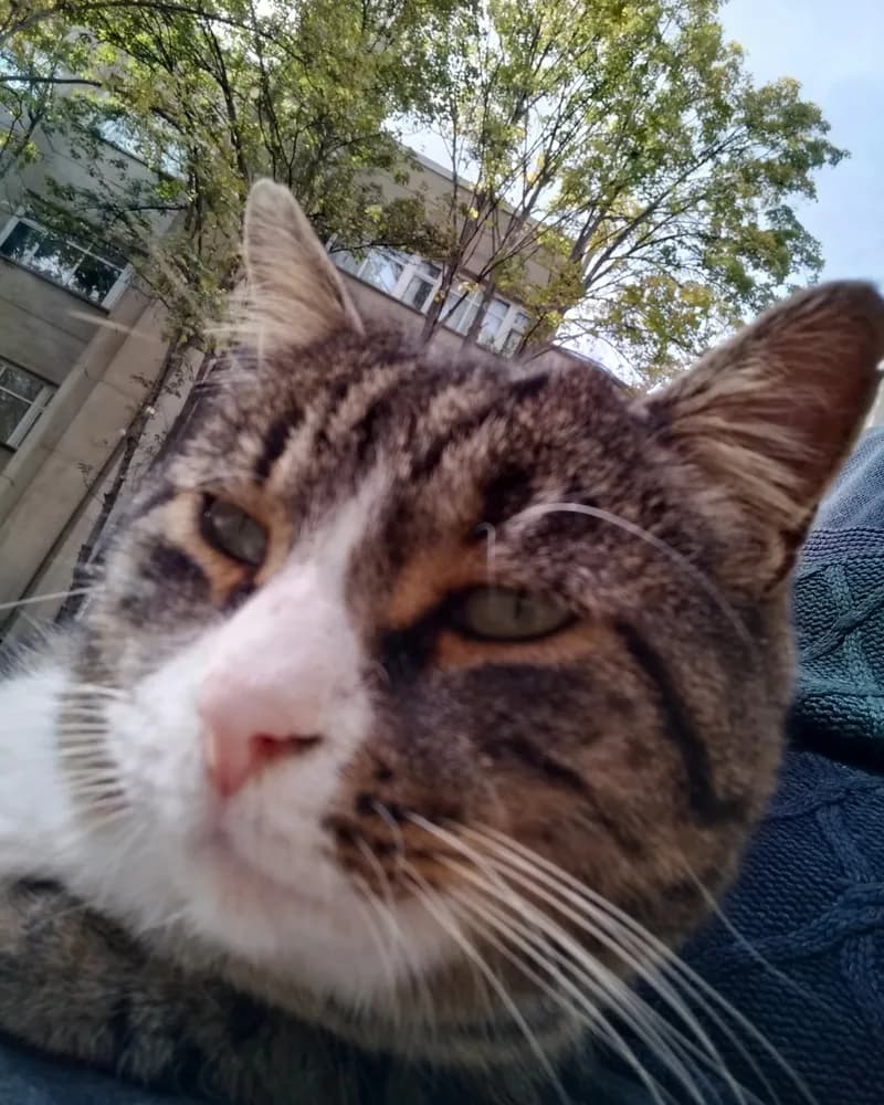 Püsük adlı kedinin fotoğrafı