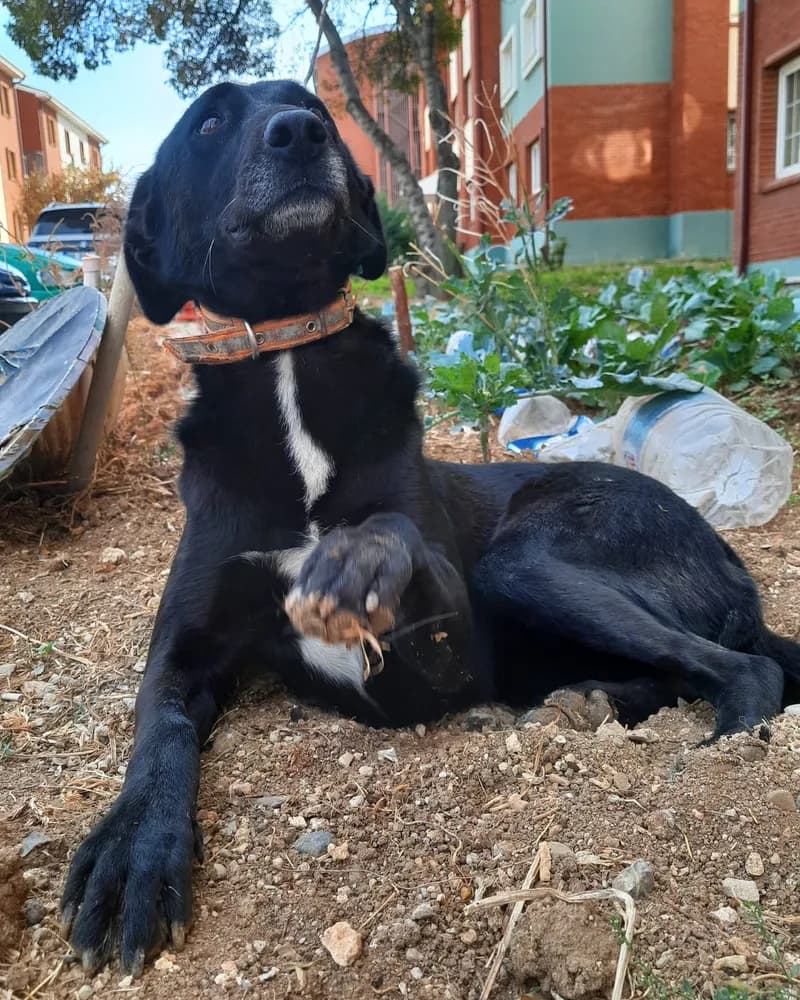 Şanslı Bebek adlı köpeğin fotoğrafı