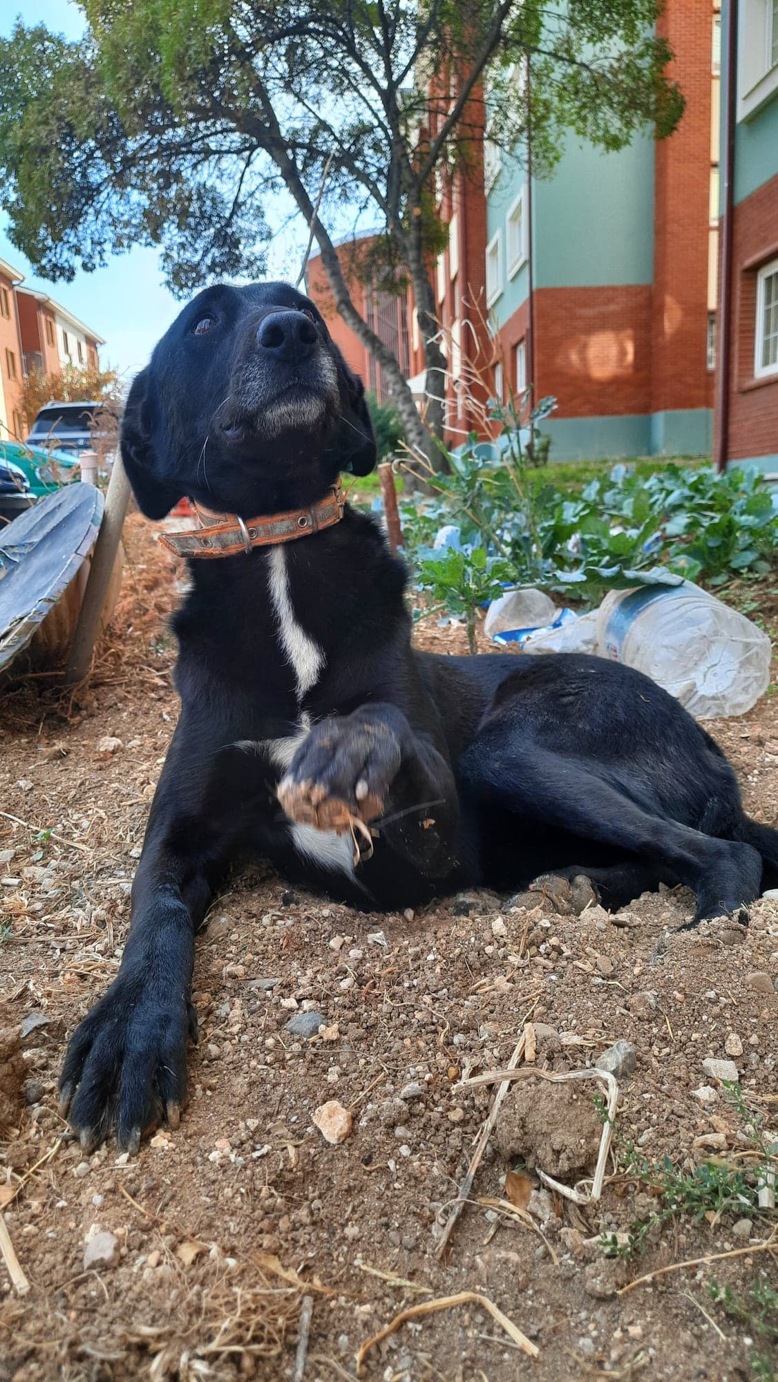 Şanslı Bebek