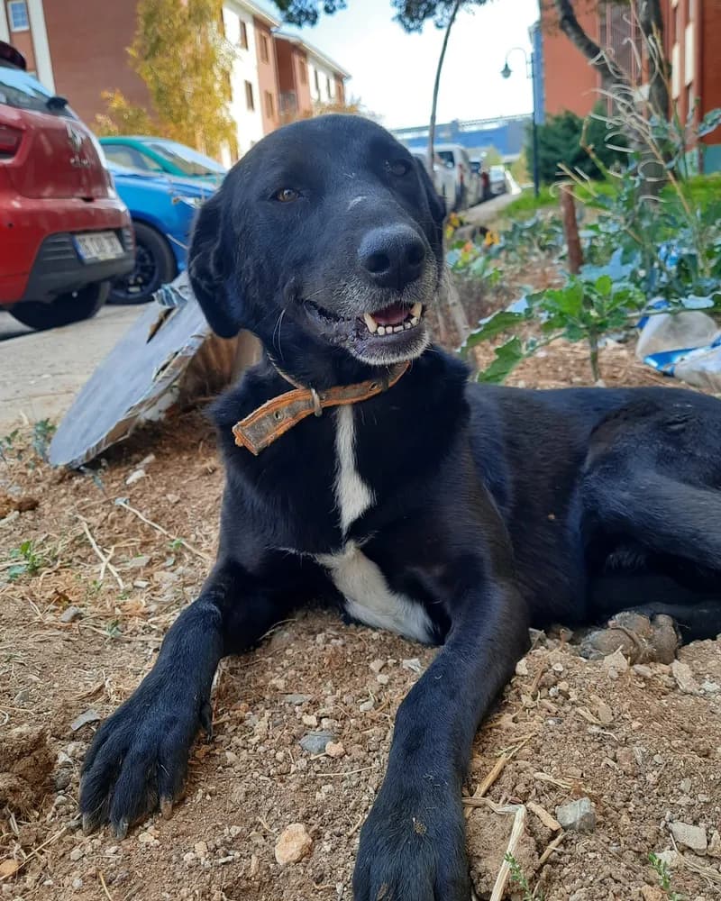 Şanslı Bebek adlı köpeğin fotoğrafı
