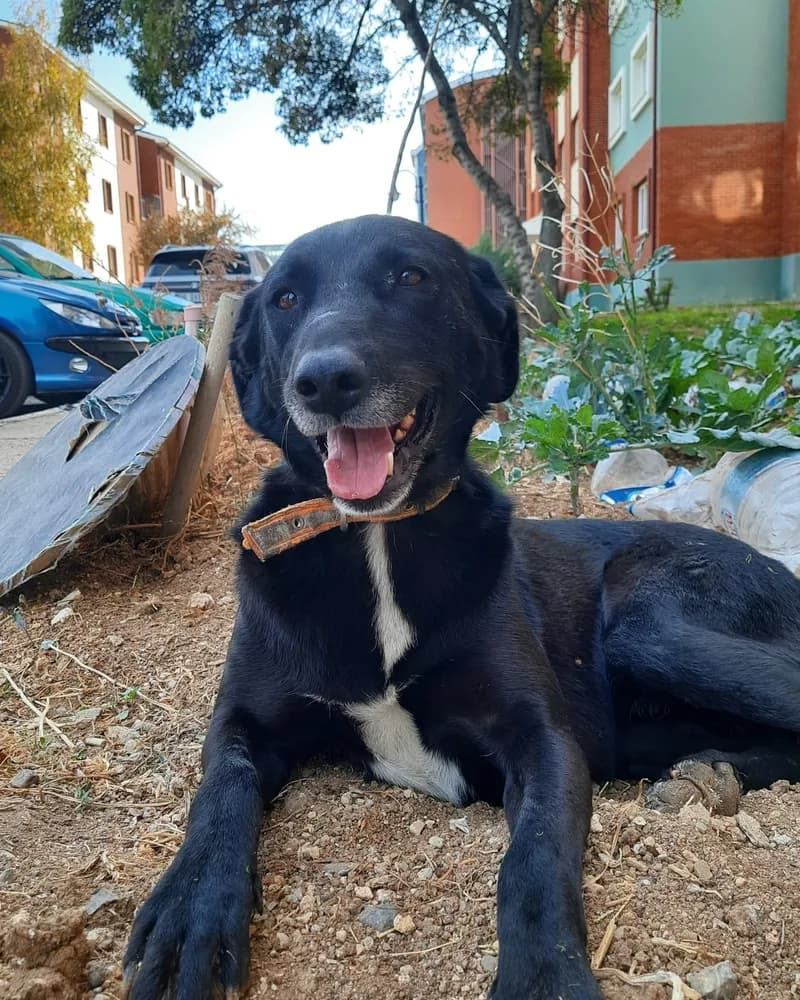 Şanslı Bebek adlı köpeğin fotoğrafı