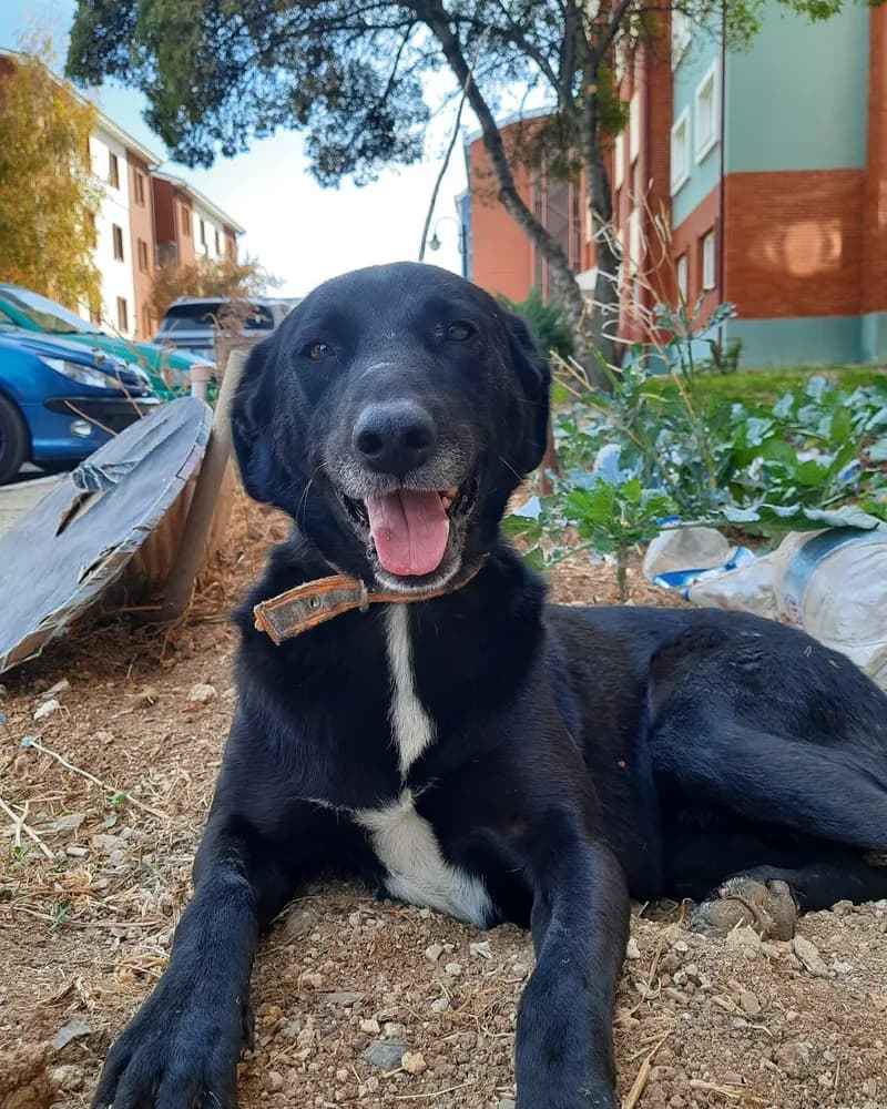 Şanslı Bebek adlı köpeğin fotoğrafı