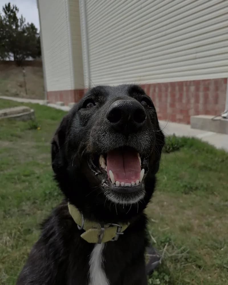 Şanslı Bebek adlı köpeğin fotoğrafı