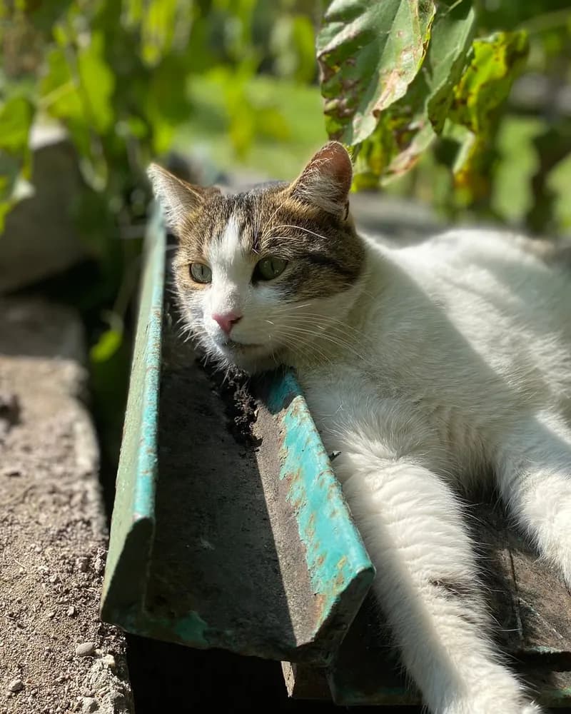 Şeker adlı kedinin fotoğrafı
