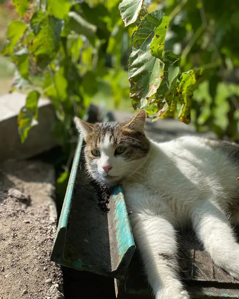 Şeker adlı kedinin fotoğrafı