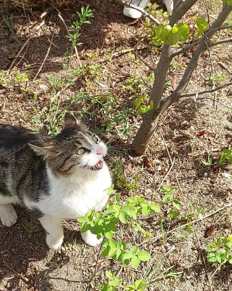 Şeker adlı kedinin fotoğrafı