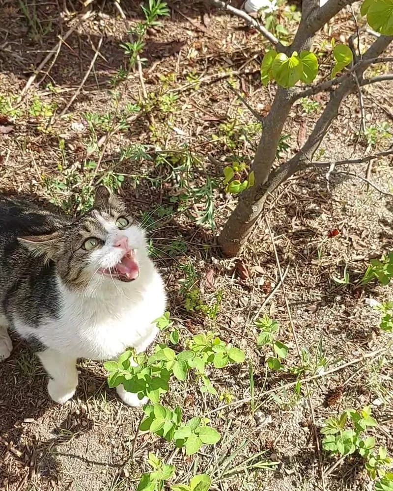 Şeker adlı kedinin fotoğrafı