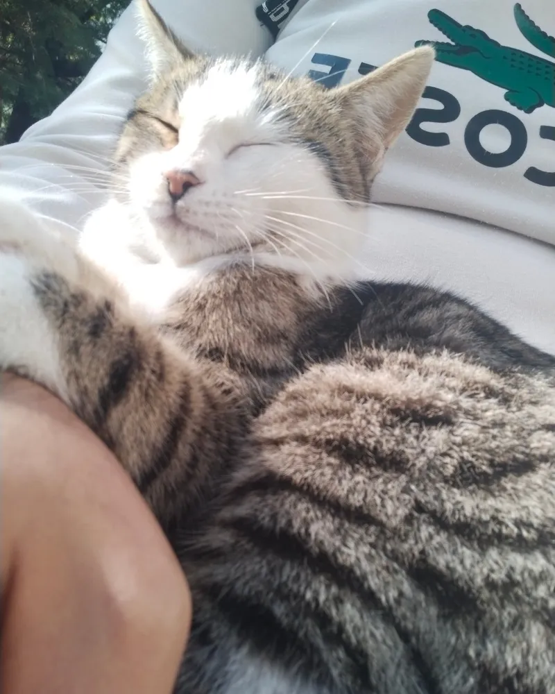 Flora adlı kedinin fotoğrafı