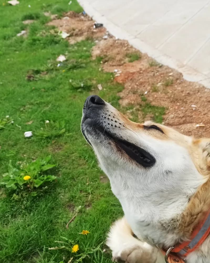 Gelincik adlı köpeğin fotoğrafı