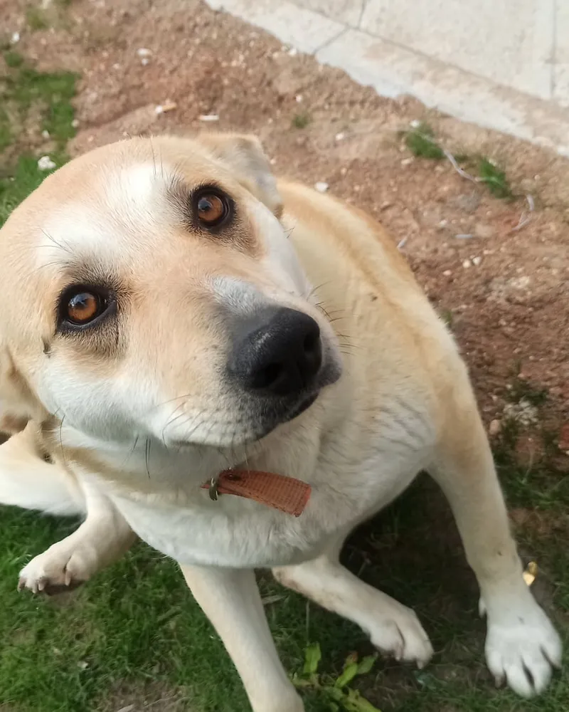 Gelincik adlı köpeğin fotoğrafı