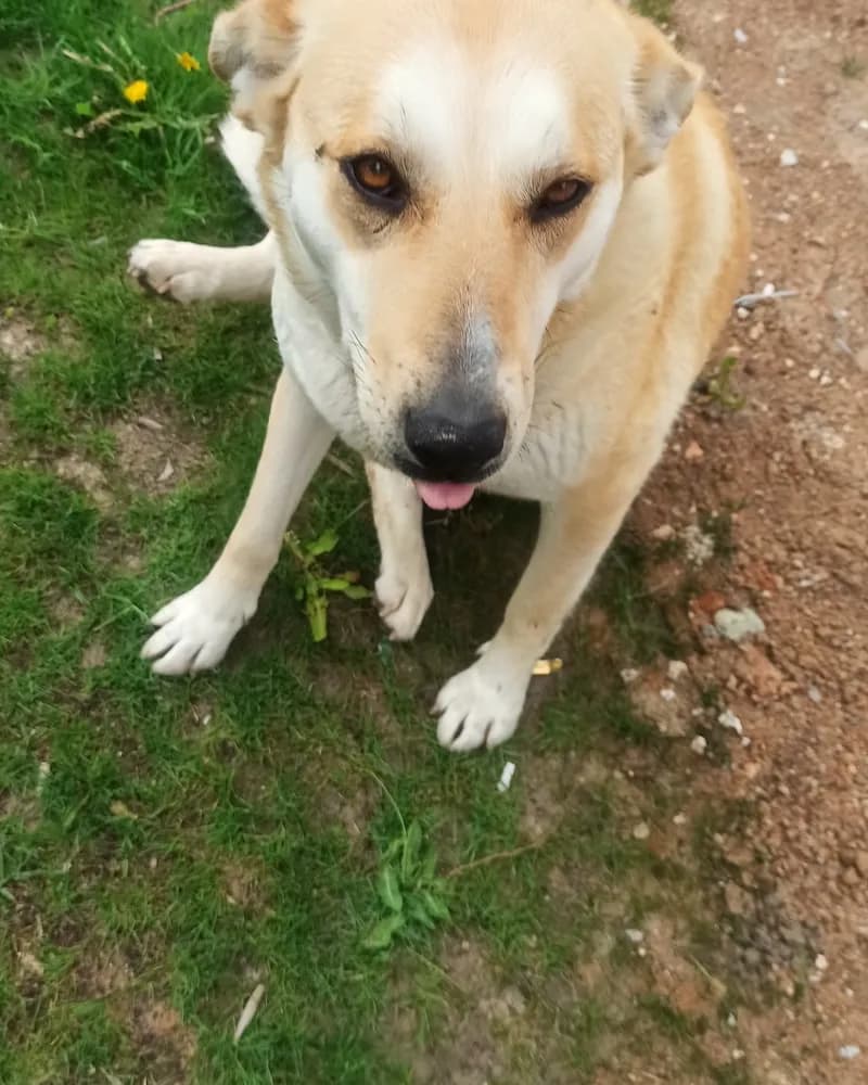 Gelincik adlı köpeğin fotoğrafı