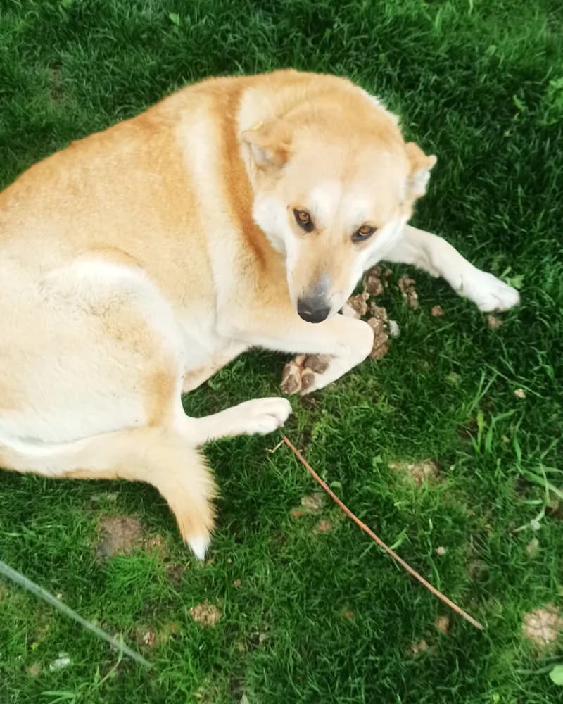 Gelincik adlı köpeğin fotoğrafı