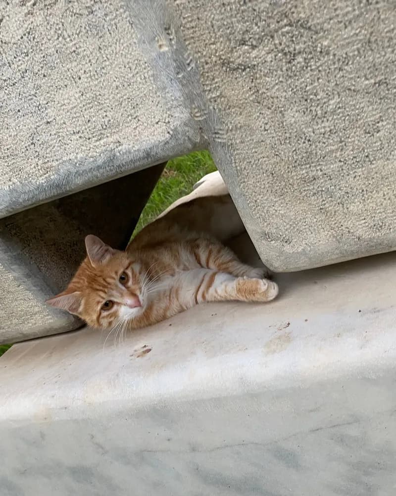 Vera adlı kedinin fotoğrafı