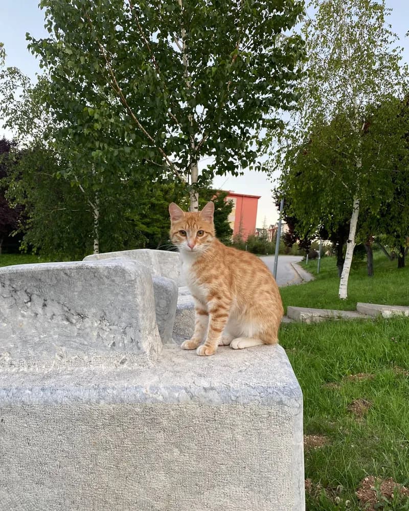 Vera adlı kedinin fotoğrafı