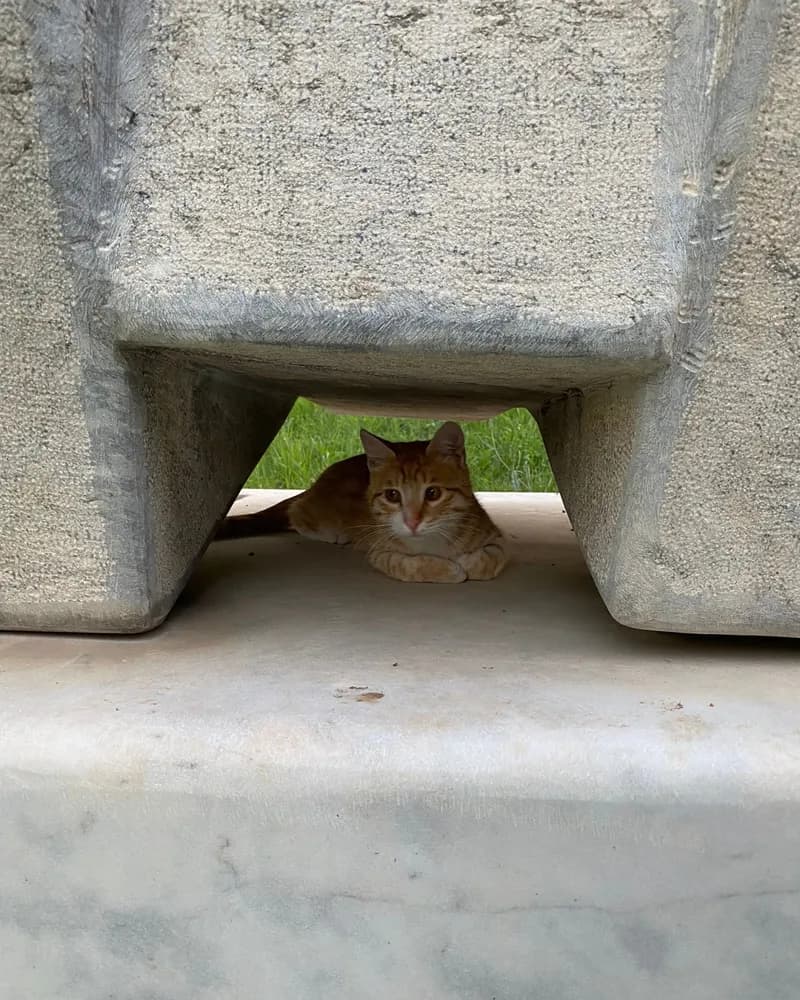 Vera adlı kedinin fotoğrafı